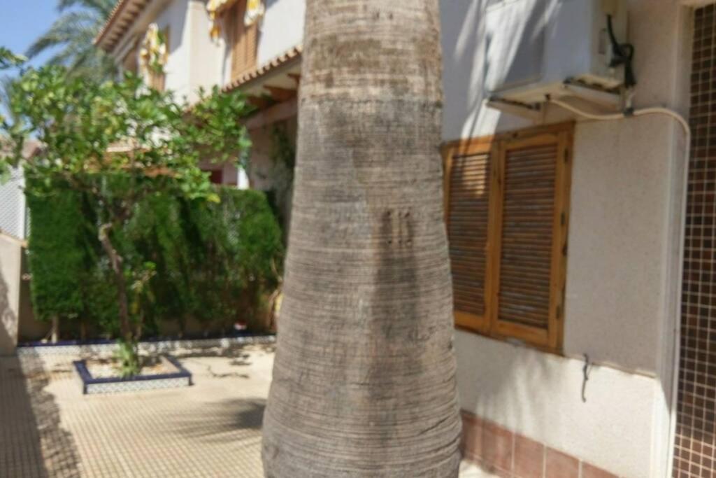 La Casa De La Palmera Apartment ตอร์เรเวียคา ภายนอก รูปภาพ
